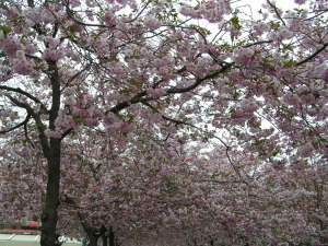 KONICA MINOLTA DIGITAL CAMERA