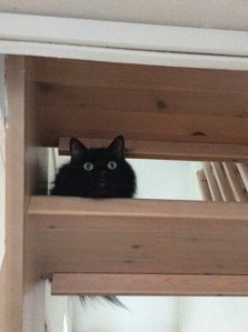 9CBF78A3-506A-4981-B13B-998BD90A7D8C