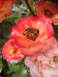 1bedda54-d813-42fa-9418-64bbef5aa36e